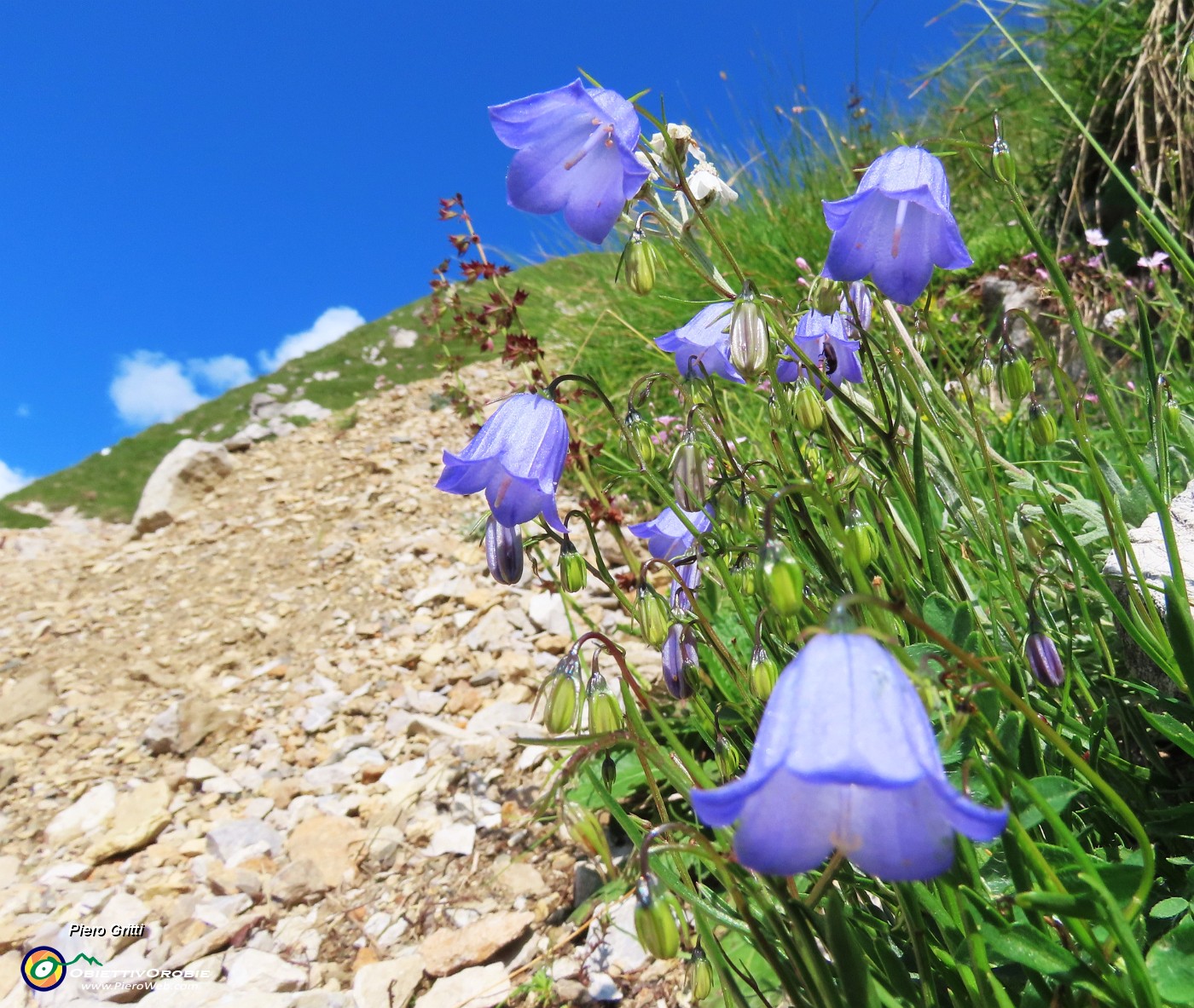 02 Campanula cochleariifolia (Campanula dei ghiaioni).JPG